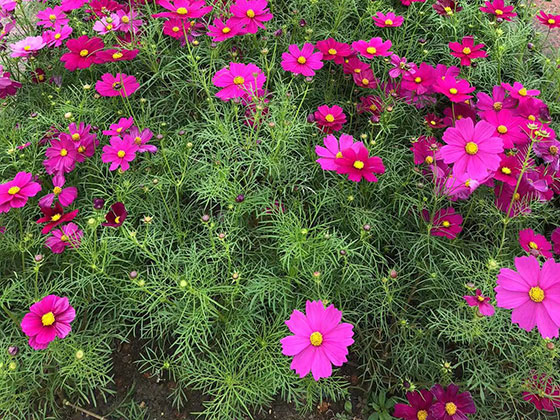 吐鲁番鲜花绿植-仿真花